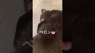 【黒猫】ペロン👅