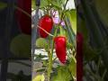 How to Grow Peppers FREE with WALMART Grocery Food Best Kept Secret SEEDS Easy to Container Garden