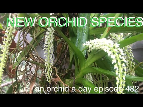 AN #ORCHID A DAY EPISODE 482 NEW ORCHID SPECIES #orchidjungle#vanda