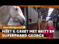 GEORGE GEBRUIKT POEP ALS KUSSEN | PAARDENSPECIAL | ZAPPSPORT