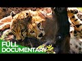 Big Cats Fastest Hunters Of The Serengeti Free Documentary Nature