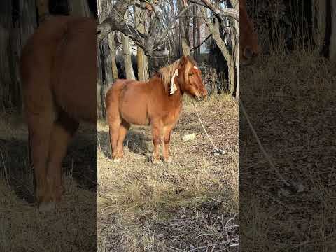 Poni pastando en costa rio santa cruz ubicado en Comandante Luis Piedra Buena #poni