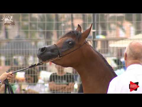 N.24 VILMA BV - Menton 2019