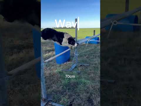 Who can jump bigger part #2 #viral #horse #jumping #cute #equestrian #dog