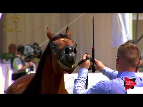 N.29 PAMINA - 2017 Pride Of Poland - 2 Years Old Fillies (Class 2B)