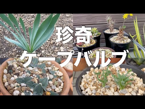 園芸 ケープスイカズラ