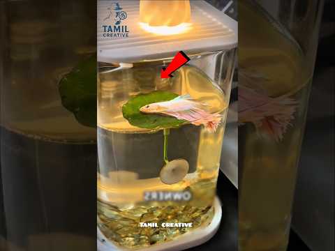 Betta Fishகளை வளர்க்கும் தொட்டியில் ஏன் இலைகள் வைக்கிறாங்க #tamilfacts #tamilnews #tamil #shorts