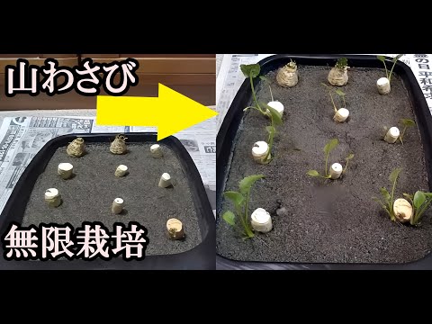 ホースラディッシュ、ホースラディッシュ 植物