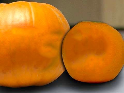 The Annoying Orange but you took your meds... again