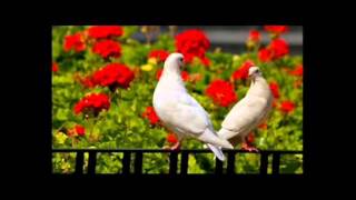 DUETO LAS PALOMAS ---  OJITOS PROVINCIANOS