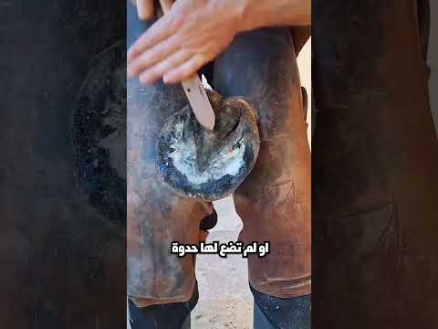 السبب الذي يجعل الأحصنة ترتدي الحدوات