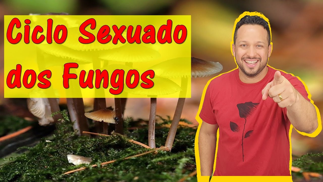 Ciclo Sexuado dos Fungos - Reprodução dos Fungos - Fungos - Reino Fungi - Microbiologia