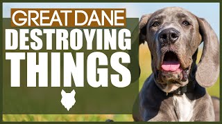 How To Stop Your GREAT DANE Destroying Things