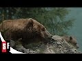 The Bear 7 7 Bear And Cub Hunt 1988 HD
