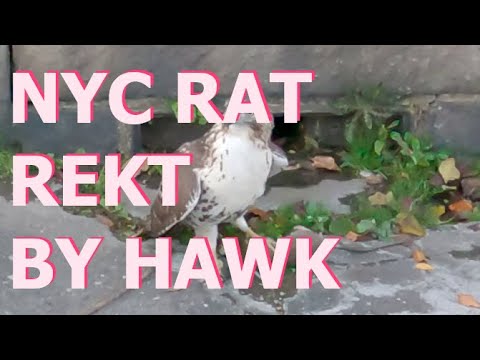 Manhattan rat REKT by Red-Tailed Hawk!