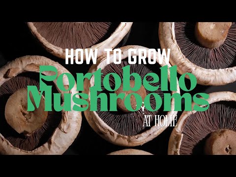 How to Grow Portobello Mushrooms at Home - New Tricks & Tips for 2025!