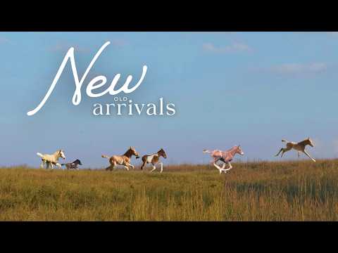 Meet Our Past Foals | Every Baby Horse We've Ever Had