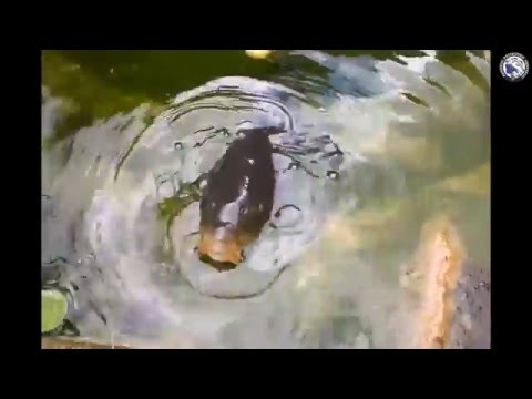 Wędkarskie Wpadki #5