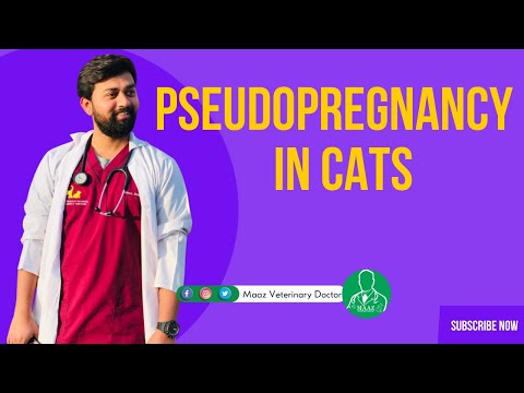 Pseudopregnancy in cats | False pregnancy | Reproductive Disorder of Female Cat