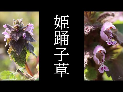 白いオドリコソウ 植物