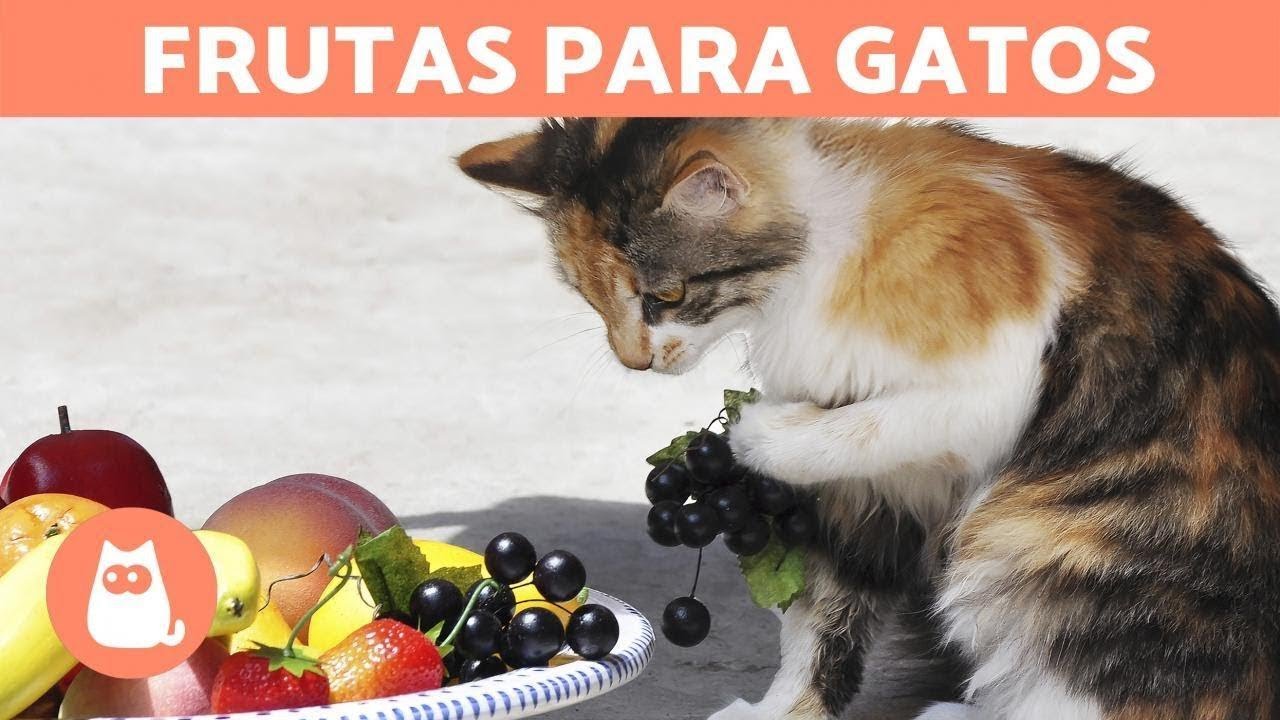 7 FRUTAS que GATOS podem comer, quantidades e benefícios