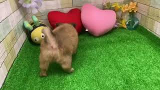 ハーフ犬の動画01