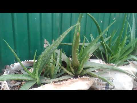 Growth alomera  and flower for my family in Cambodia