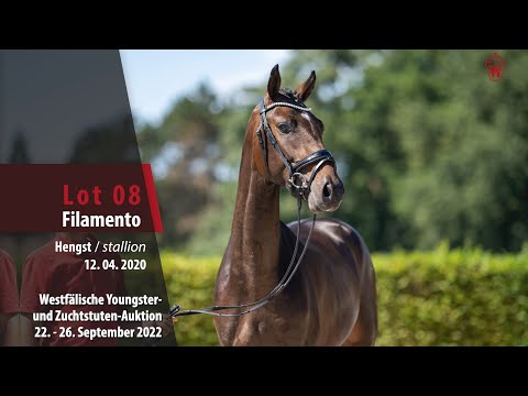 Online-Auktion Lot 08 Filamento Hengst v. Fürsten-Look -  Belissimo M