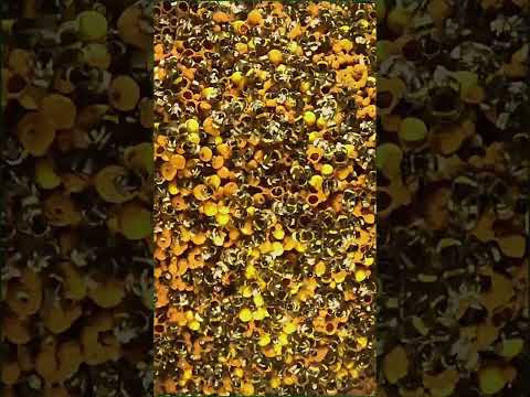 Hummelzucht: Das größte Hummelnest der Welt - Erdhummel (Bombus terrestris)