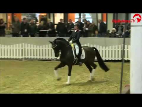 SUNDAY bei der Hengstschau in Münster-Handorf 2017