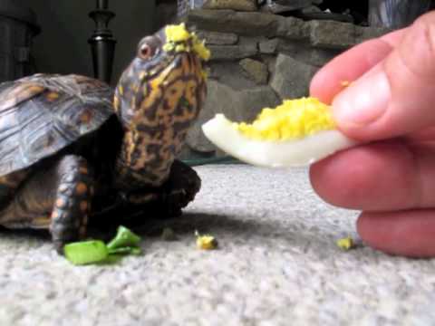 download lagu mp3 mp4 Are Turtle Eggs Soft Or Hard, download lagu Are Turtle Eggs Soft Or Hard gratis, unduh video klip Are Turtle Eggs Soft Or Hard