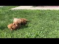 Miniature Poodle dogs for sale: Murphy - Video 1