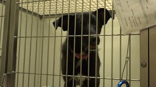 Humane Society of Southwest Missouri offering discounted adoption fees