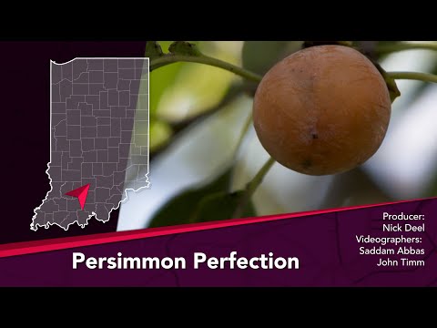 Journey Indiana - Persimmon Perfection: The Mitchell Persimmon Festival and Pudding Contest