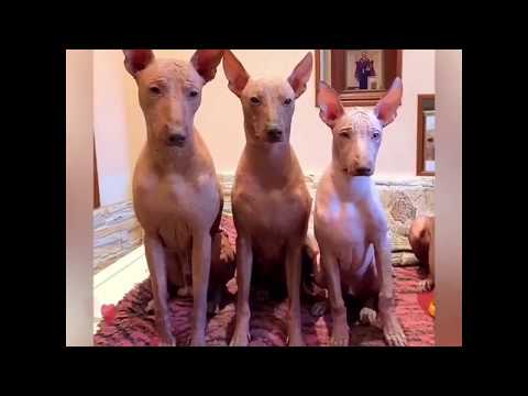 PERUVIAN HAIRLESS DOGs Sonderwol Legend kennel