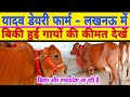 Top Quality Sahiwal Cow Cheap Price Yadav Dairy Farm Lucknow Dairy Farm Karnal Dairy Farm Up