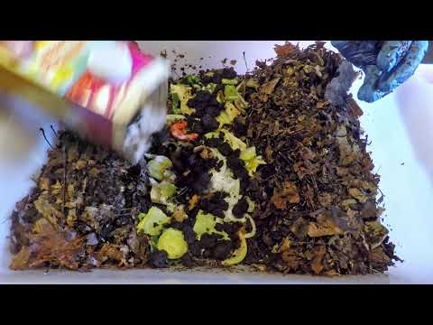 Routine feeding for all the nightcrawlers systems - worm farm vermicomposting
