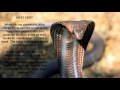 KING COBRA