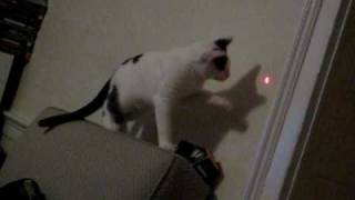 Bones Chasing Laser Light 01