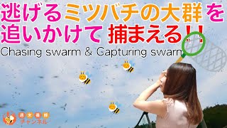 逃げるミツバチの大群を200m追いかけて捕まえる！【分蜂群捕獲チャレンジ】
