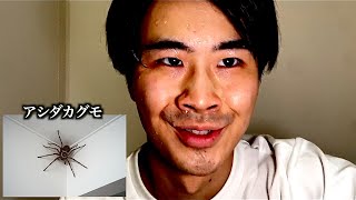 【種類別】家に侵入してきた虫の反応の違い。