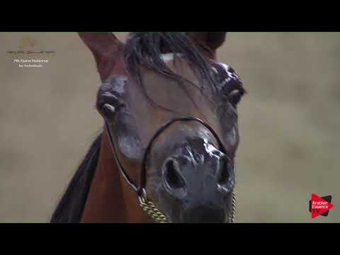 N.57 DANAT AL SHAHANIA - 2019 Qatar Individuals - Fillies 2 Years Old (Class 2B) .mp4