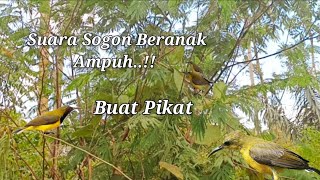 Download lagu Suara Ribut Sogon Beranak Asli Alam Liar mp3