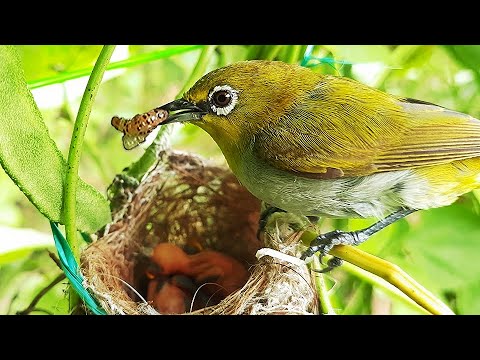 White Eye feeding PIG WORM to baby birds in nest ||| White eye baby birds video in nest | day2 prt1