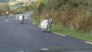 preview picture of video 'Sheep in the road.MOV'