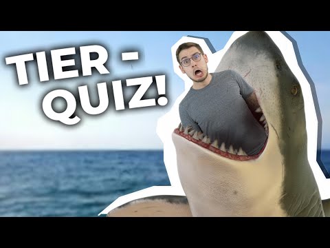 Wer erkennt die meisten Tiere?!