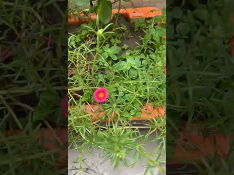 #flowers #lifeisbutadream #nature #whowillbemylifepartnerta #lovenothingimposibleinthisworld #garden