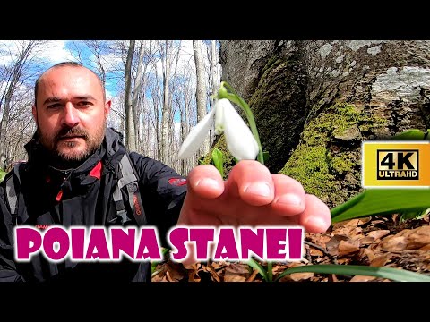Sinaia | Poteca regala | Poiana Stanei Regale | Poiana Tapului | Muntii Bucegi | Romania | 4K