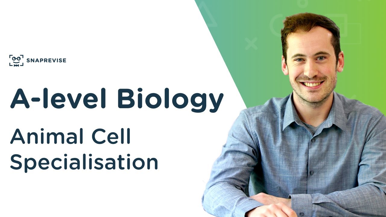 Animal Cell Specialisation | A-level Biology | OCR, AQA, Edexcel