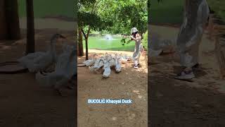 #thailand #animals #duck #khaoyainationalpark